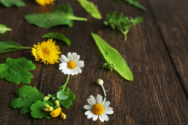 Various medicinal plants on wooden background — Stock Photo, Image