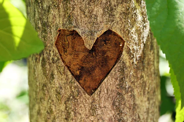 Coração esculpido em árvore — Fotografia de Stock