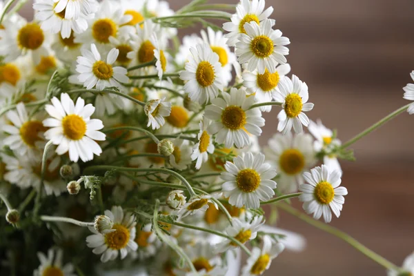 Beautiful daisies close up — Stock Photo, Image