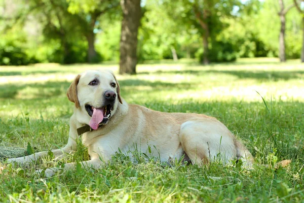 Söt hund vilar över grönt gräs bakgrund — Stockfoto