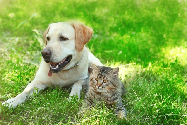 Friendly dog and cat resting over green grass background — Stock Photo, Image