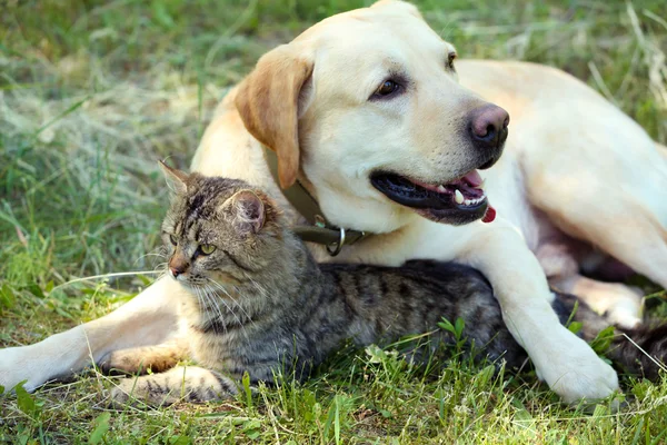 Dostu köpek ve kedi yeşil çim arka plan üzerinde dinlenme