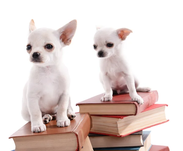 Entzückende Chihuahua-Hunde auf Bücherhaufen isoliert auf weiß — Stockfoto