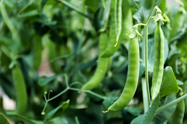 Young peas on bush, close-up — Stock Photo, Image