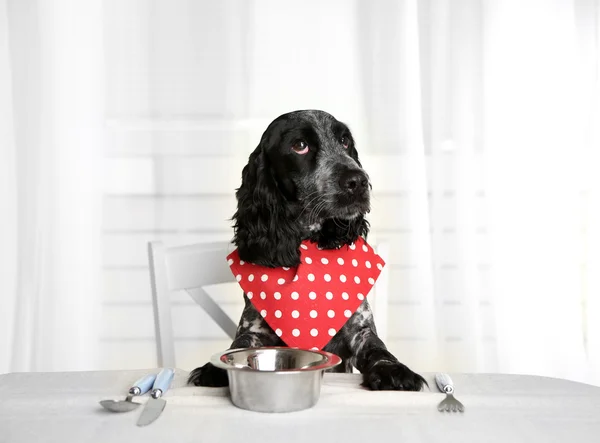 Cão olhando para prato de kibbles na mesa de jantar — Fotografia de Stock