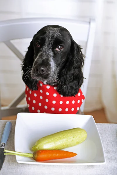 Cão olhando para prato de legumes frescos na mesa de jantar — Fotografia de Stock