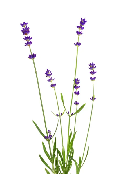 Flores de lavanda aisladas en blanco —  Fotos de Stock