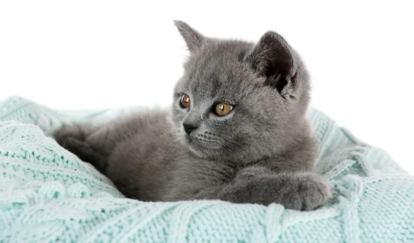 Niedliches graues Kätzchen — Stockfoto