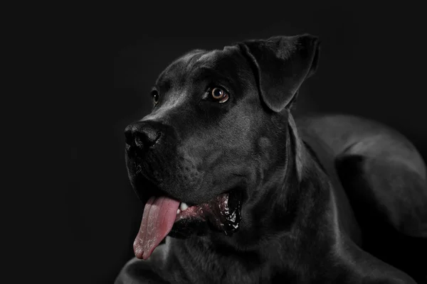 Cane corso Italiano köpek — Stok fotoğraf