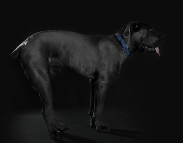 Cane corso italiano cane — Foto Stock