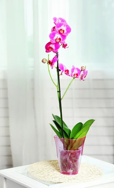 Beautiful lilac orchid in pot — Stock Photo, Image