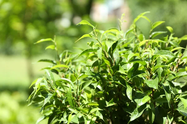 Cespuglio di tè verde con foglie fresche — Foto Stock