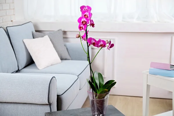 Gyönyörű lila orchidea pot — Stock Fotó