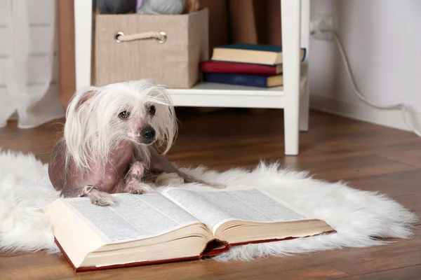 Cane crestato cinese senza peli — Foto Stock