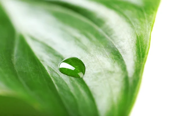 Green leaf with droplet, closeup — Stock Photo, Image