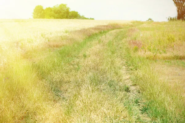 Landweg in het veld — Stockfoto