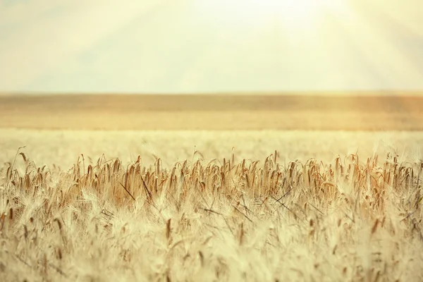 Belo campo de verão — Fotografia de Stock