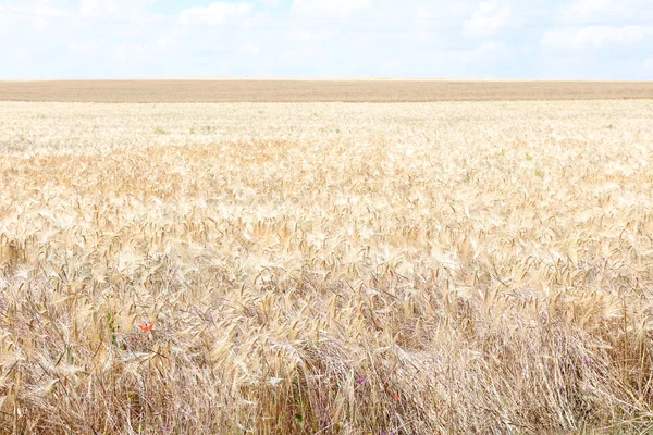 Schönes Sommerfeld — Stockfoto