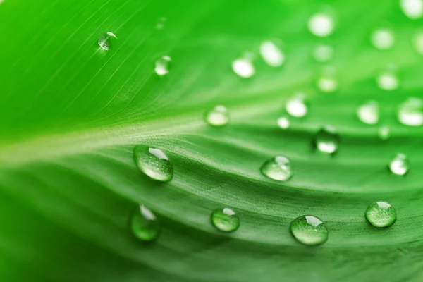 Gröna blad med droppar — Stockfoto