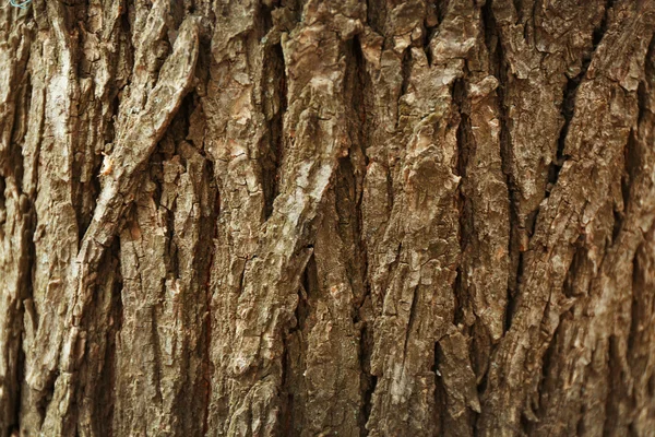 Tree bark texture background — Stock Photo, Image