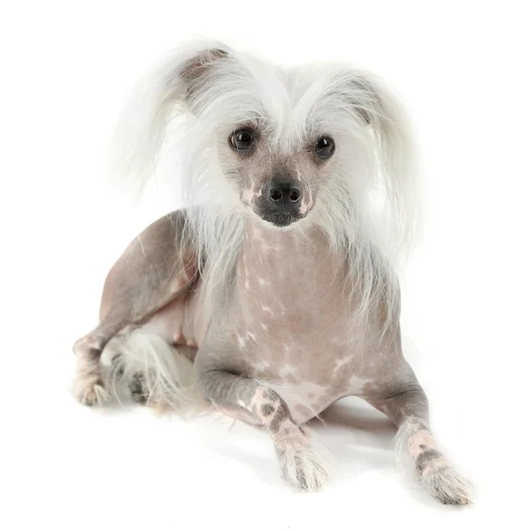 Chinese Crested dog — Stockfoto