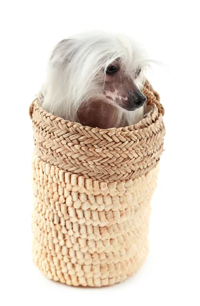 Chinese Crested dog in wicker bag — Stock Photo, Image