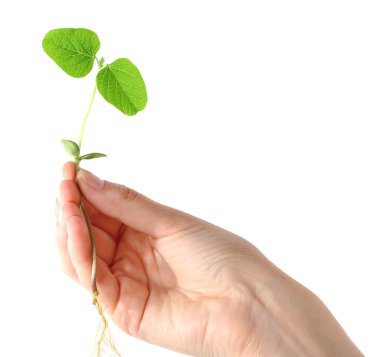 Elini tutarak taze yeşil Filiz