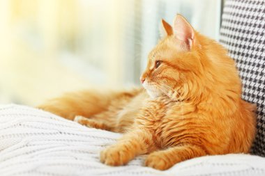 Kırmızı kedi kapalı dinlenme