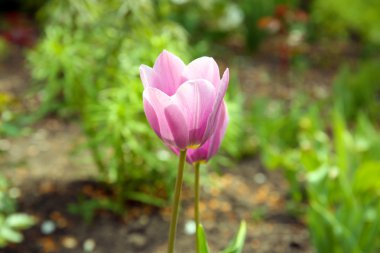 Güzel renk laleler flowerbed arka plan üzerinde