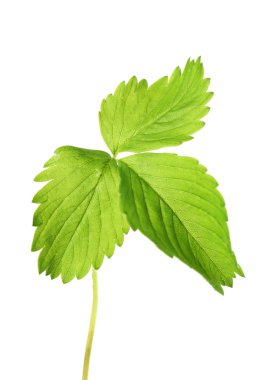 Beyaz izole çilek yaprağı