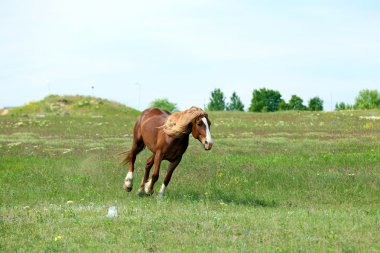 çayır üzerinde otlatma güzel kahverengi at