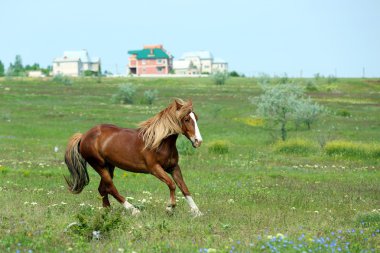 çayır üzerinde otlatma güzel kahverengi at