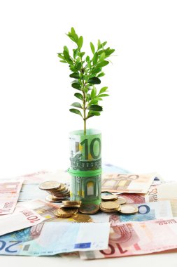 para ile üzerine beyaz izole Filiz büyüyen