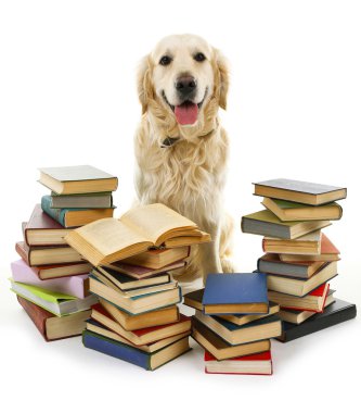 labrador yığın üzerinde beyaz izole kitap ile portresi