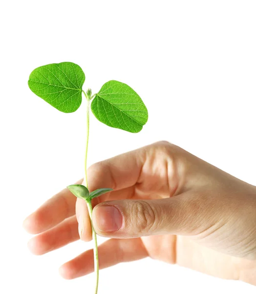 Mano che tiene fresco germoglio verde — Foto Stock