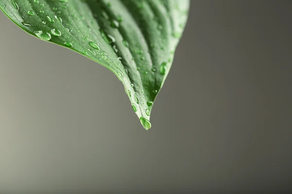 Foglia verde con goccioline — Foto Stock