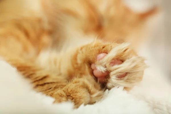 Gato vermelho descansando dentro de casa — Fotografia de Stock