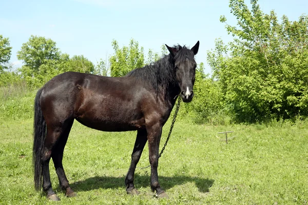 Beautiful dark horse grazing over green grass background — Stock Photo, Image