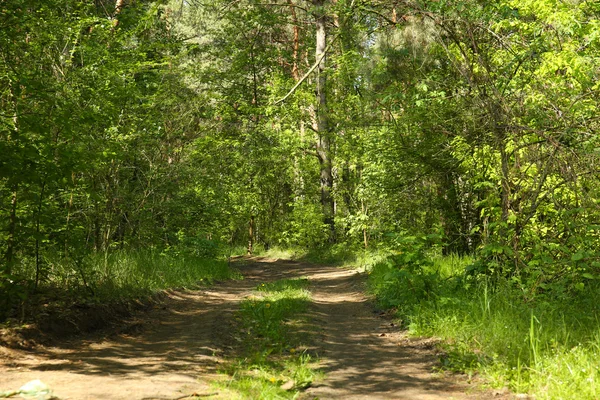 Trodden trail through forest grove — Stock Photo, Image