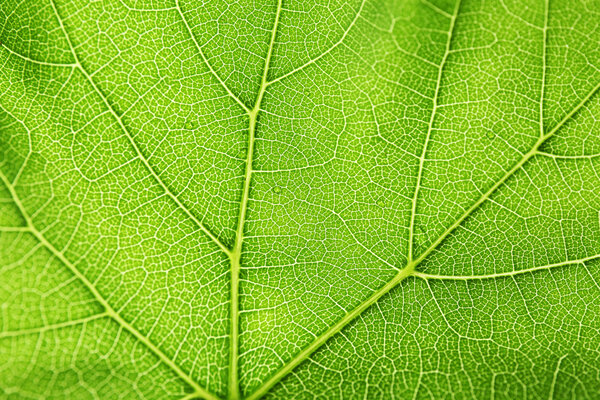 Fresh green leaf, close up