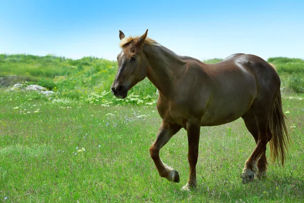 Красивий коричневий кінь пасеться на лузі — стокове фото