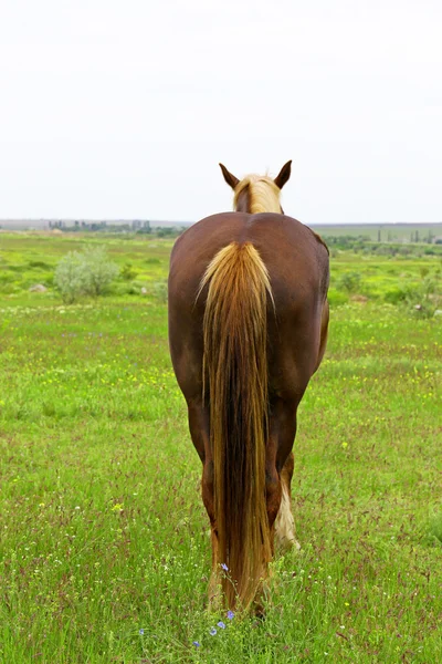 草原の背景に茶色の馬の裏 — ストック写真