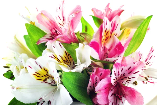 Alstroemeria , closeup — Stock Photo, Image