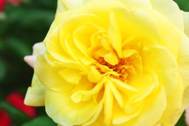 Güzel Sarı Gül, portre