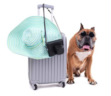 Güzel Boxer Köpek üzerinde beyaz izole çanta