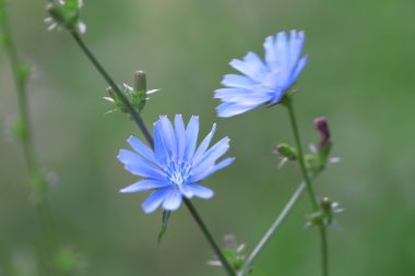 Hindiba (Cichorium intybus), yeşil doğa arka plan üzerinde çiçeklenme