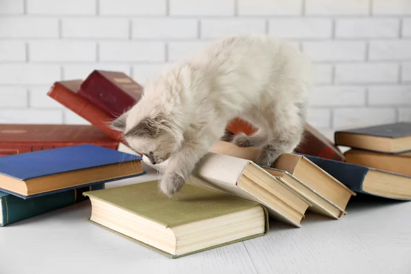 Mignon petit chat avec des livres — Photo