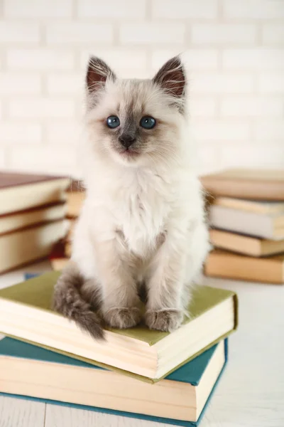 Carino piccolo gatto con libri — Foto Stock