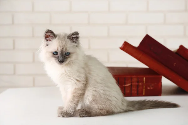 Söt liten katt med böcker — Stockfoto