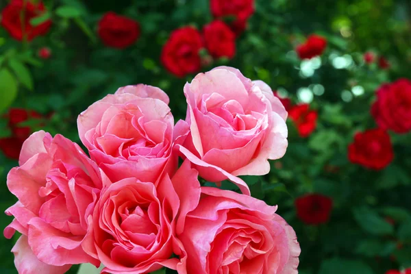 Piękny bukiet róż różowy, zbliżenie — Zdjęcie stockowe